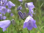 Campanula Rotundifolia